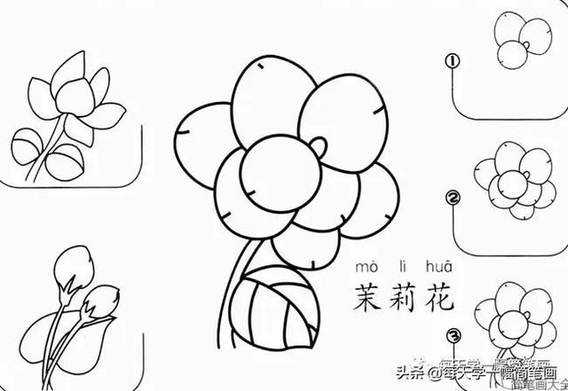 每天学一幅简笔画--17种美丽花朵的画法步骤-5.jpg