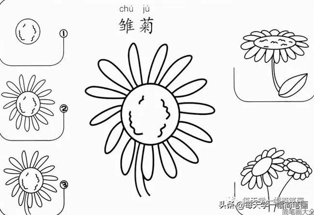 每天学一幅简笔画--17种美丽花朵的画法步骤-6.jpg