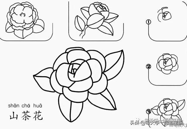 每天学一幅简笔画--17种美丽花朵的画法步骤-9.jpg