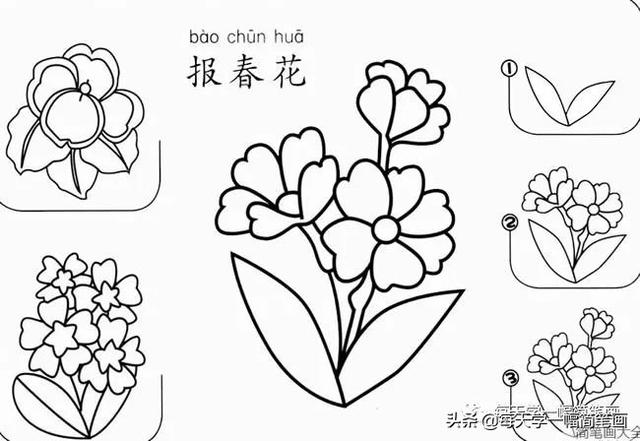 每天学一幅简笔画--17种美丽花朵的画法步骤-7.jpg