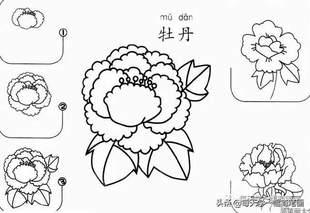每天学一幅简笔画--17种美丽花朵的画法步骤-8.jpg