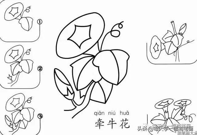 每天学一幅简笔画--17种美丽花朵的画法步骤-14.jpg