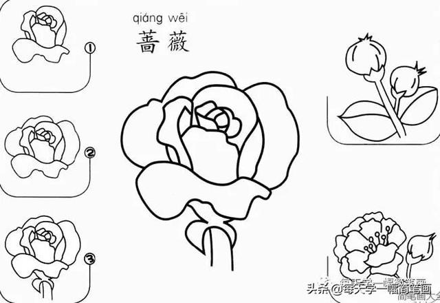 每天学一幅简笔画--17种美丽花朵的画法步骤-12.jpg