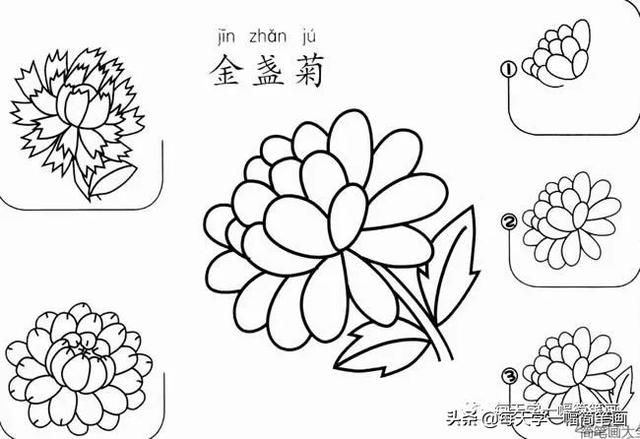 每天学一幅简笔画--17种美丽花朵的画法步骤-13.jpg