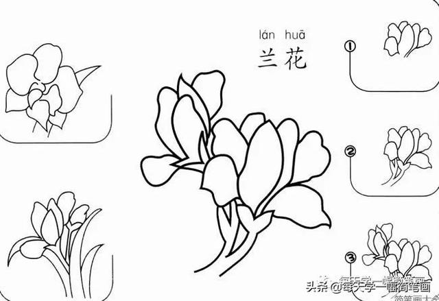 每天学一幅简笔画--17种美丽花朵的画法步骤-10.jpg