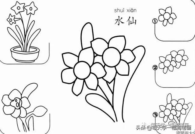 每天学一幅简笔画--17种美丽花朵的画法步骤-11.jpg