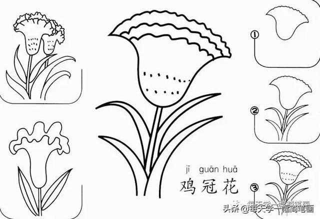 每天学一幅简笔画--17种美丽花朵的画法步骤-15.jpg