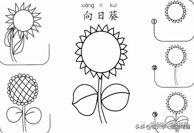 每天学一幅简笔画--17种美丽花朵的画法步骤-17.jpg
