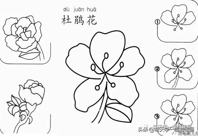 每天学一幅简笔画--17种美丽花朵的画法步骤-16.jpg