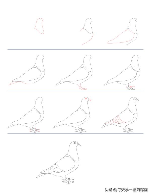 每天学一幅简笔画--鸟类简笔画大全！一学就会了-5.jpg