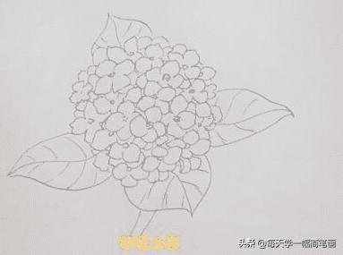 每天学一幅简笔画--绣球花简笔画画法步骤教程-4.jpg