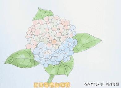 每天学一幅简笔画--绣球花简笔画画法步骤教程-5.jpg
