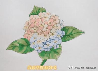 每天学一幅简笔画--绣球花简笔画画法步骤教程-6.jpg
