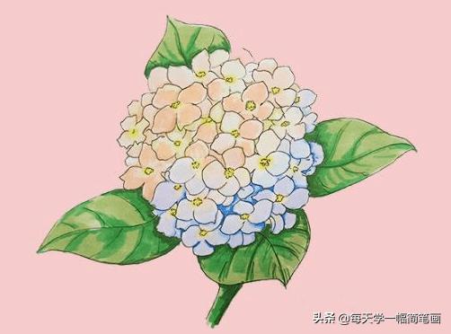 每天学一幅简笔画--绣球花简笔画画法步骤教程-7.jpg