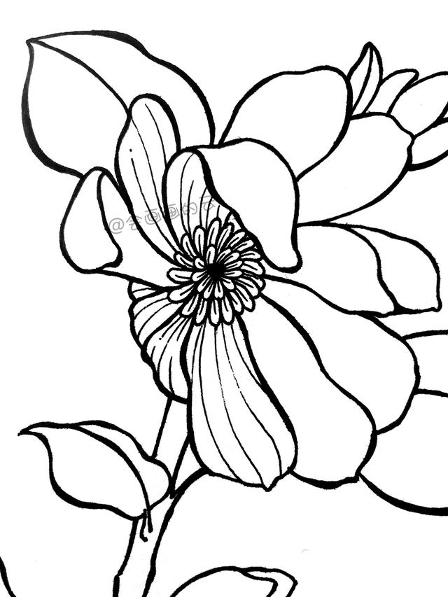 一步一步教你，如何用中性笔画线描简笔画，零基础也可以画-9.jpg