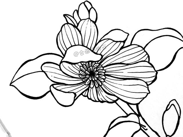 一步一步教你，如何用中性笔画线描简笔画，零基础也可以画-10.jpg