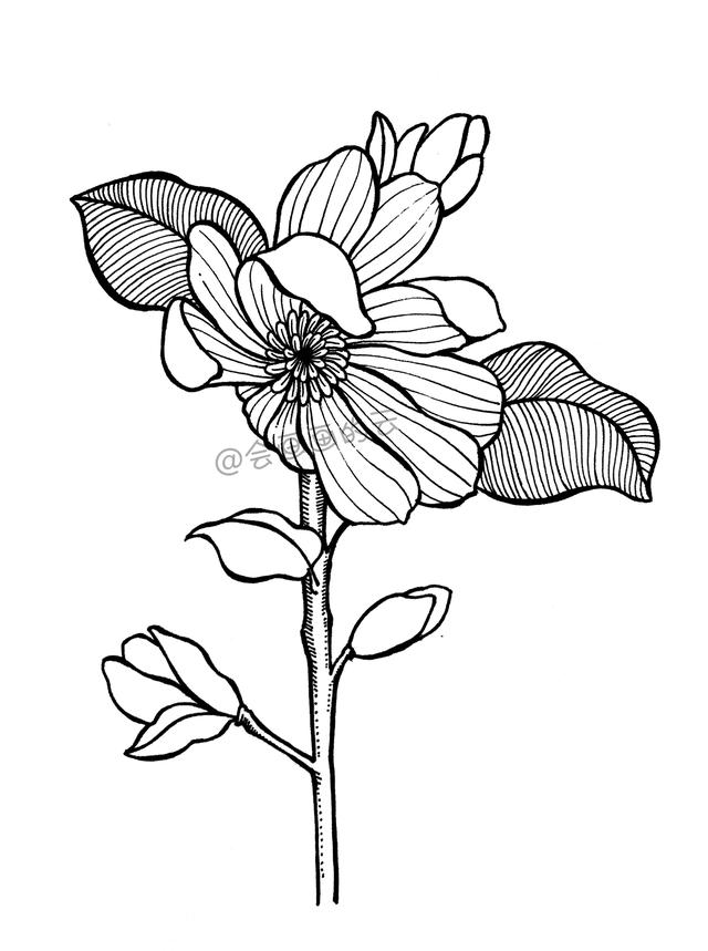 一步一步教你，如何用中性笔画线描简笔画，零基础也可以画-12.jpg