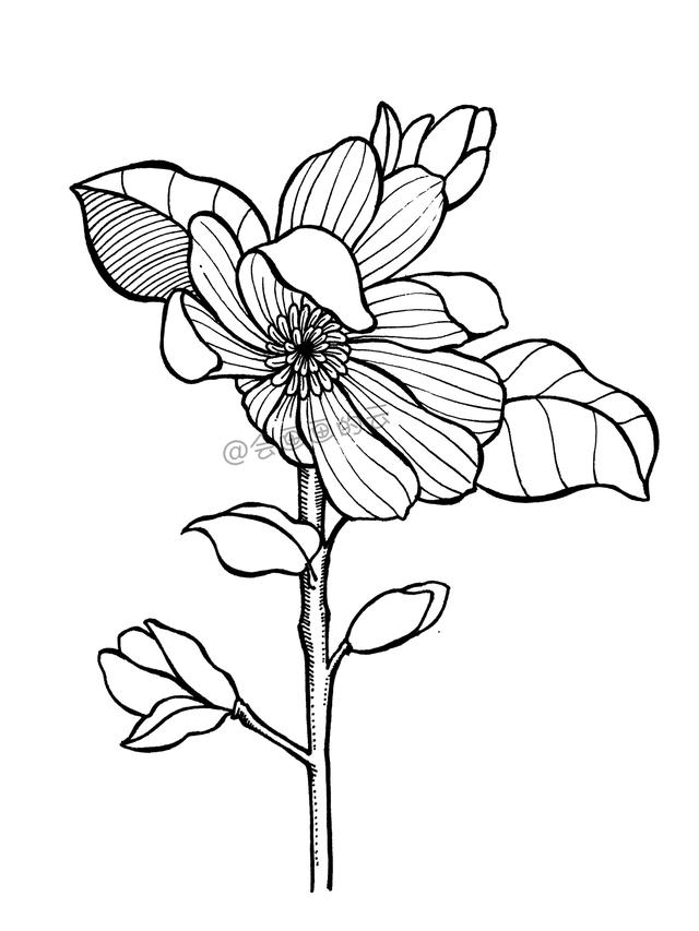 一步一步教你，如何用中性笔画线描简笔画，零基础也可以画-11.jpg