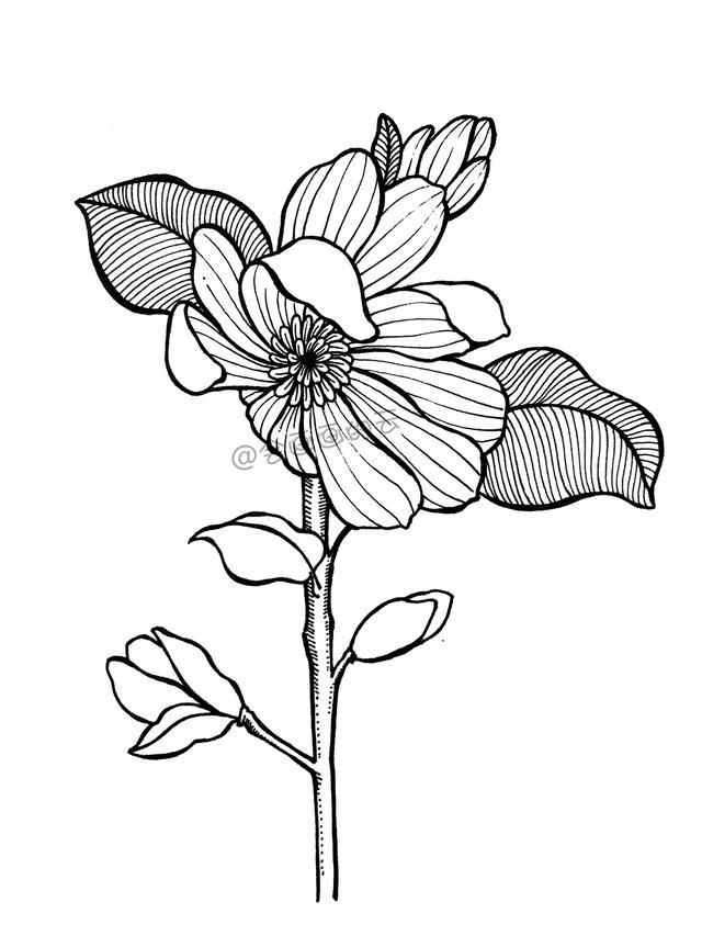一步一步教你，如何用中性笔画线描简笔画，零基础也可以画-13.jpg