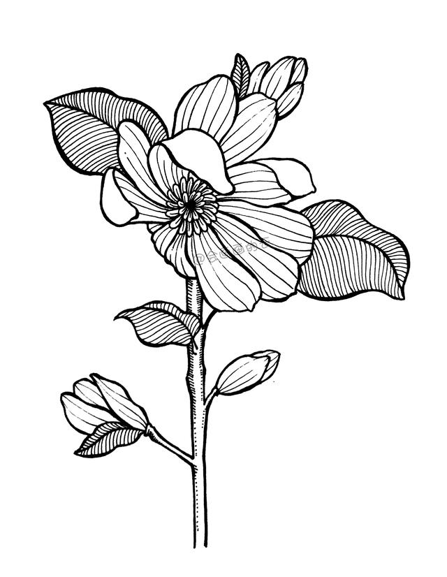 一步一步教你，如何用中性笔画线描简笔画，零基础也可以画-15.jpg