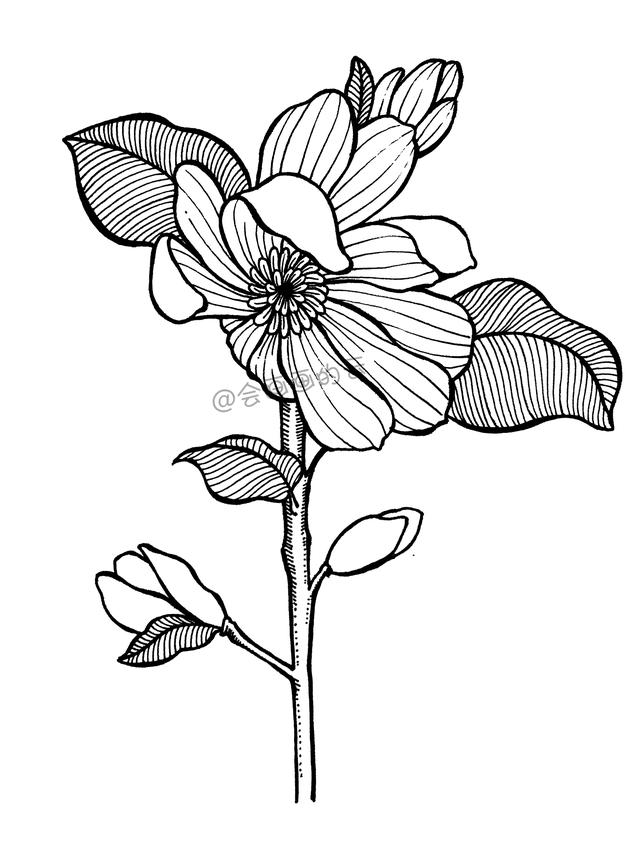 一步一步教你，如何用中性笔画线描简笔画，零基础也可以画-14.jpg