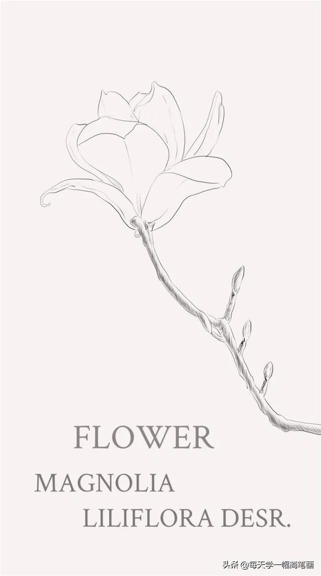 每天学一幅简笔画--漂亮的植物线稿，马了临摹-4.jpg