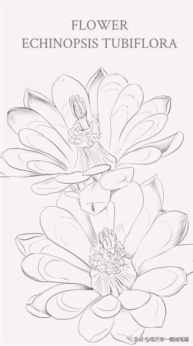每天学一幅简笔画--漂亮的植物线稿，马了临摹-5.jpg