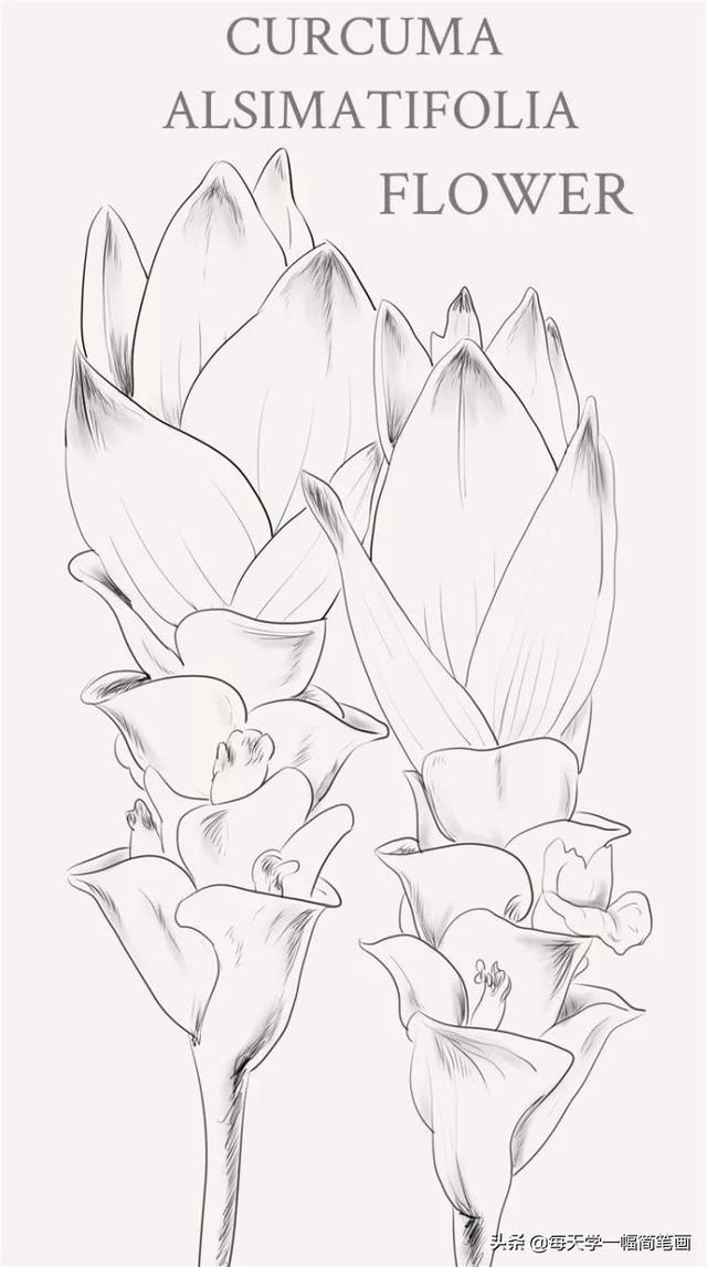 每天学一幅简笔画--漂亮的植物线稿，马了临摹-8.jpg