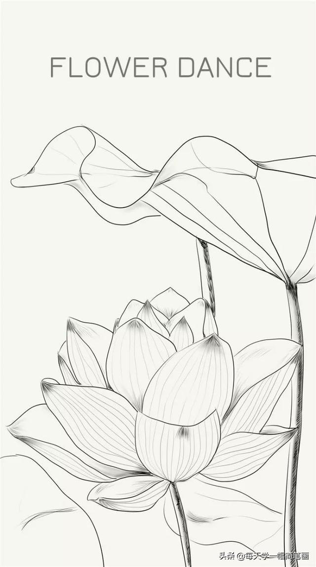 每天学一幅简笔画--漂亮的植物线稿，马了临摹-7.jpg