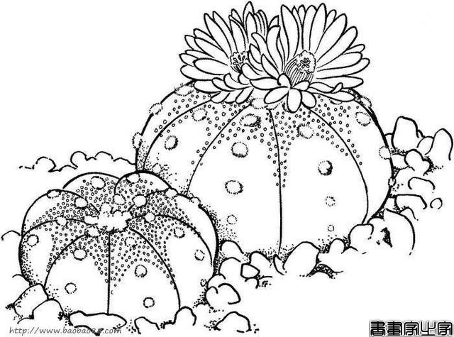 2020-06-21好看的简笔画---仙人掌-12.jpg