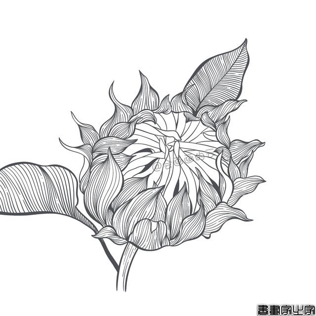 手把手教你画简笔画，干货满满，3款花卉任你选-6.jpg