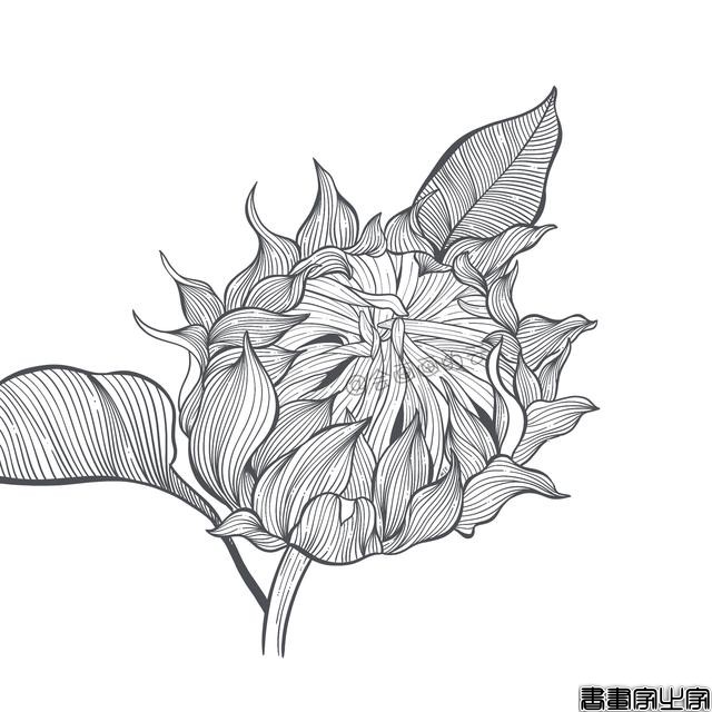 手把手教你画简笔画，干货满满，3款花卉任你选-7.jpg