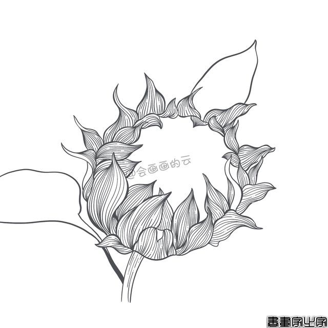 手把手教你画简笔画，干货满满，3款花卉任你选-4.jpg