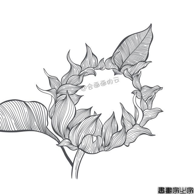 手把手教你画简笔画，干货满满，3款花卉任你选-5.jpg