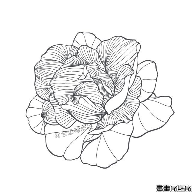 手把手教你画简笔画，干货满满，3款花卉任你选-11.jpg