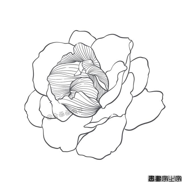 手把手教你画简笔画，干货满满，3款花卉任你选-10.jpg