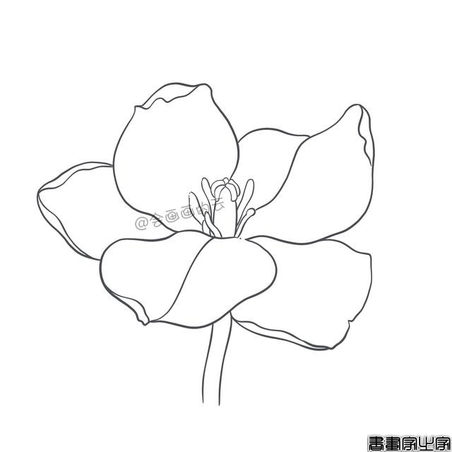 手把手教你画简笔画，干货满满，3款花卉任你选-14.jpg