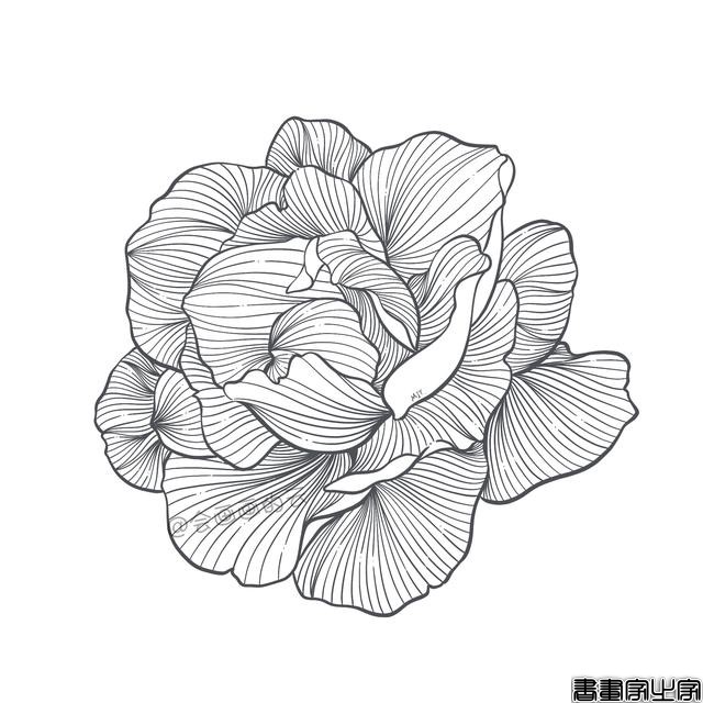 手把手教你画简笔画，干货满满，3款花卉任你选-12.jpg