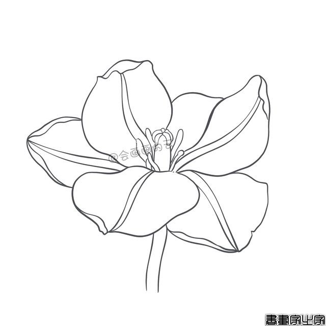手把手教你画简笔画，干货满满，3款花卉任你选-15.jpg