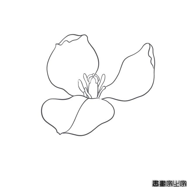 手把手教你画简笔画，干货满满，3款花卉任你选-13.jpg