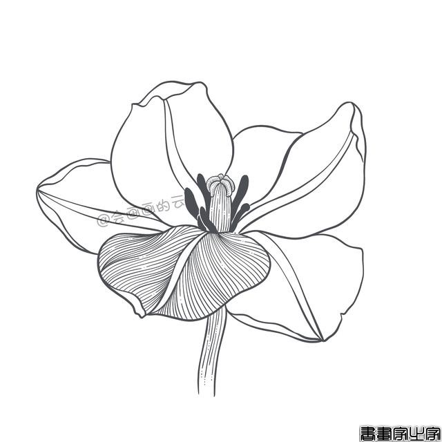 手把手教你画简笔画，干货满满，3款花卉任你选-18.jpg