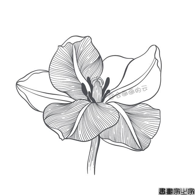 手把手教你画简笔画，干货满满，3款花卉任你选-19.jpg