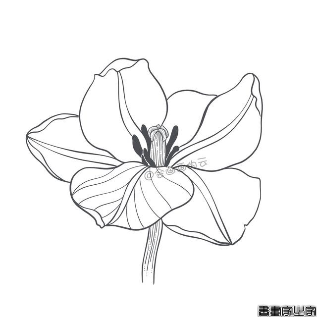手把手教你画简笔画，干货满满，3款花卉任你选-17.jpg
