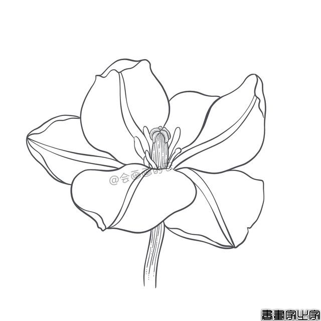 手把手教你画简笔画，干货满满，3款花卉任你选-16.jpg