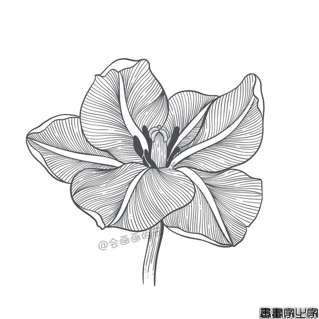 手把手教你画简笔画，干货满满，3款花卉任你选-20.jpg