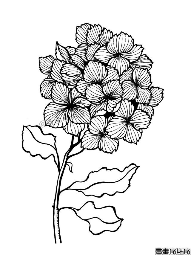 零基础的小白也可以画的简笔画，教你用1支笔画一簇花-12.jpg