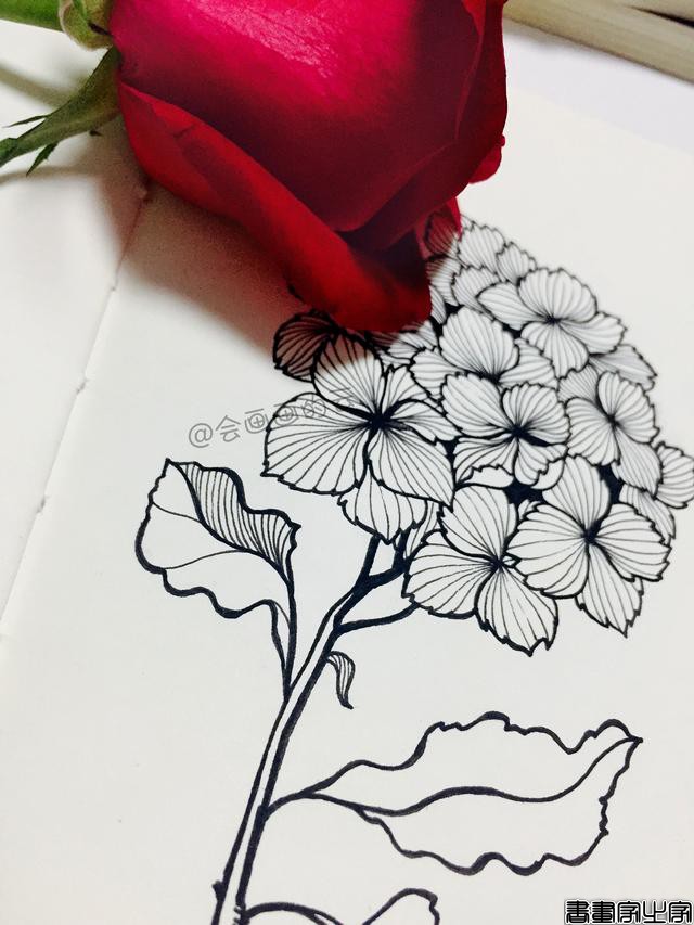 零基础的小白也可以画的简笔画，教你用1支笔画一簇花-13.jpg