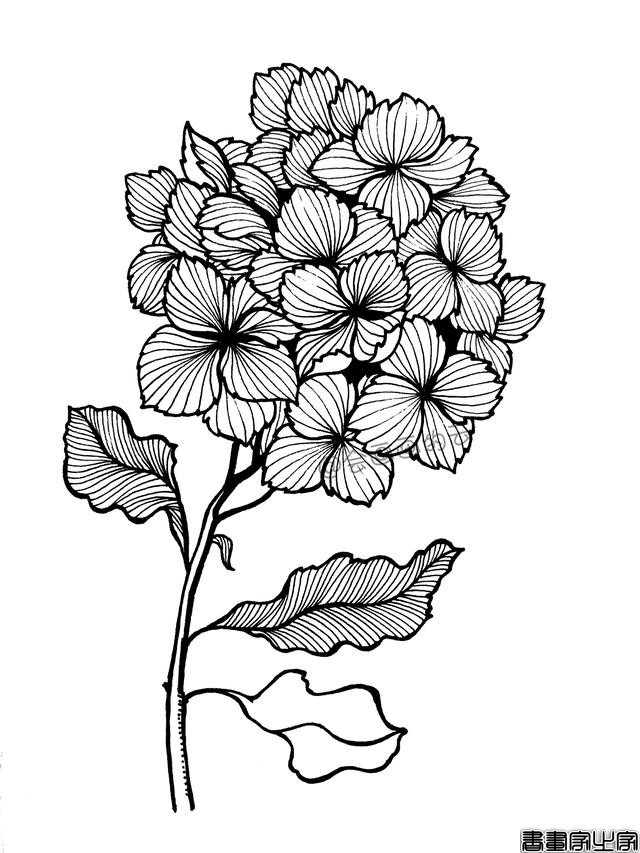 零基础的小白也可以画的简笔画，教你用1支笔画一簇花-15.jpg