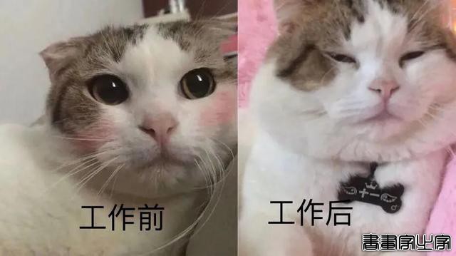 日本插画师靠一组“虐心”的猫咪插画，走红网络，网友：太真实了-4.jpg