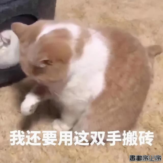 日本插画师靠一组“虐心”的猫咪插画，走红网络，网友：太真实了-6.jpg